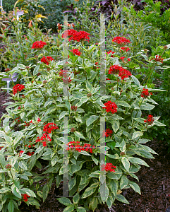 Picture of Pentas lanceolata 'Stars & Stripes'