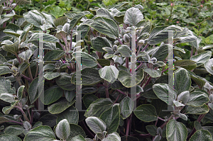 Picture of Plectranthus argentatus 'Silver Shield'