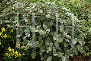 Picture of Plectranthus argentatus 'Silver Shield'