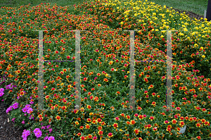 Picture of Portulaca  'Fairytale Cinderella'