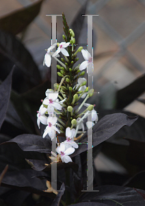 Picture of Pseuderanthemum atropurpureum 