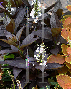 Picture of Pseuderanthemum atropurpureum 