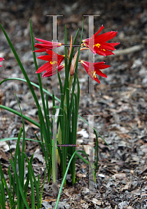 Picture of Rhodophiala bifida 