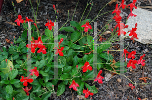 Picture of Ruellia elegans 