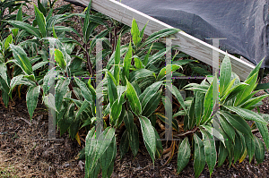 Picture of Setaria palmifolia 'Rubra Variegata'