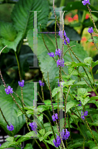 Picture of Stachytarpheta cayennensis 