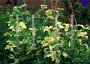 Picture of Stachytarpheta mutabilis 'Variegata'