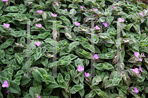 Picture of Tradescantia sillamontana 