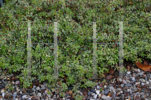 Picture of Abelia x grandiflora 'Sunrise'