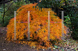 Picture of Acer palmatum (Dissectum Group) 'Viridis'