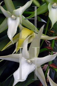 Picture of Angraecum sesquipedale 