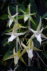 Picture of Angraecum sesquipedale 