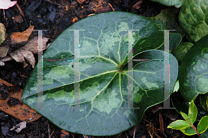 Picture of Asarum maximum 'Ling Ling'