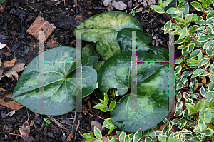 Picture of Asarum maximum 'Ling Ling'