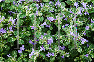 Picture of Barleria cristata 'Variegata'