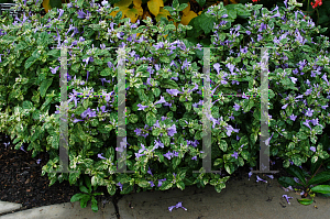 Picture of Barleria cristata 'Variegata'