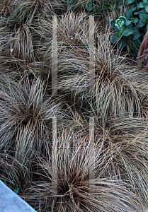 Picture of Carex flagellifera 