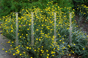 Picture of Coreopsis integrifolia 