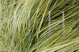 Picture of Cortaderia selloana 'Aureo-Picta'