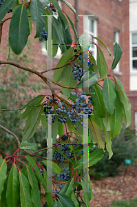 Picture of Daphniphyllum macropodum 