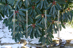 Picture of Daphniphyllum macropodum 