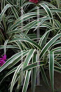 Picture of Dianella tasmanica 'Variegata'