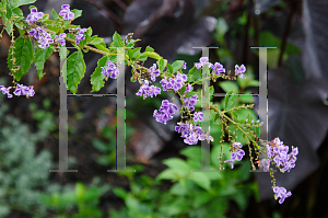 Picture of Duranta erecta 'Sapphire Showers'