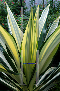 Picture of Furcraea foetida 'Mediopicta'