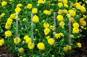 Picture of Gaillardia pulchella 'Yellow Plume'