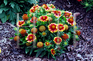 Picture of Gaillardia aristata 'Arizona Sun'