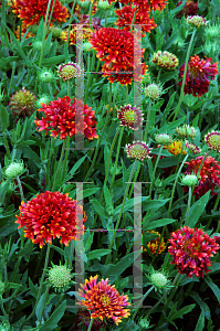 Picture of Gaillardia pulchella 'Red Plume'