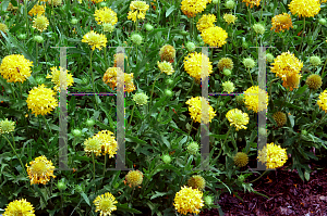 Picture of Gaillardia pulchella 'Yellow Plume'