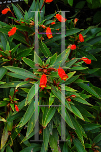 Picture of Gloxinia sylvatica 'Bolivian Sunset'