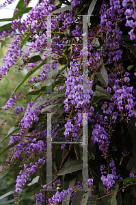 Picture of Hardenbergia violacea 'Happy Wanderer'