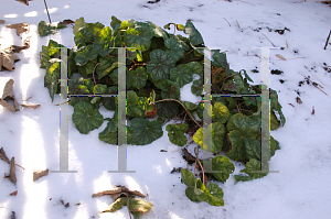 Picture of Heuchera americana 