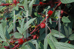 Picture of Hibiscus acetosella 'Jungle Red'