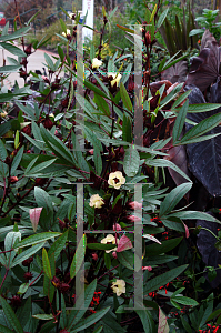 Picture of Hibiscus sabdariffa 