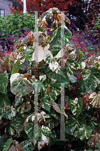 Picture of Hibiscus tiliaceus 'Tricolor'