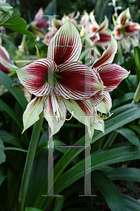 Picture of Hippeastrum papilio 