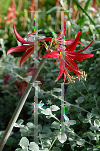 Picture of Hippeastrum  'Ruby Meyer'