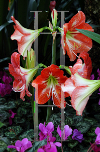 Picture of Hippeastrum  'Safari'