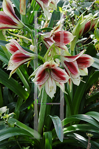 Picture of Hippeastrum papilio 