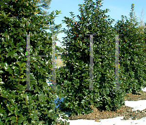 Picture of Ilex  'Mary Nell'