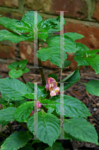 Picture of Impatiens auricoma 