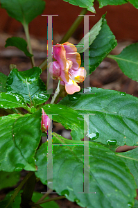 Picture of Impatiens auricoma 