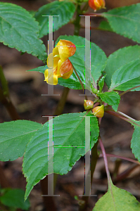 Picture of Impatiens auricoma 