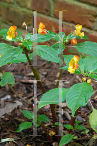 Picture of Impatiens auricoma 