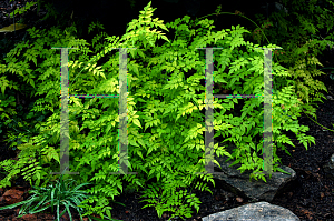 Picture of Jasminum officinale 'Fiona Sunrise'