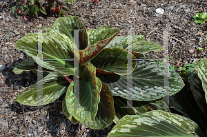 Picture of Cornukaempferia aurantiflora 'Jungle Gold'