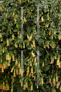 Picture of Kalanchoe manginii 
